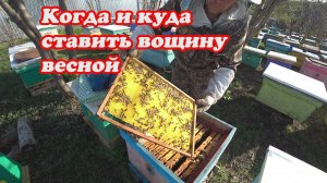 КОГДА СТАВИТЬ ВОЩИНУ ДЛЯ ОТСТРОЙКИ СОТОВ.