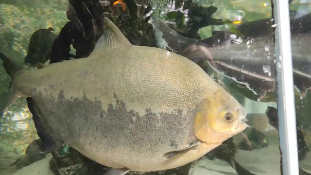 Сафари- парк на Солнечном Острове. 3 часть. смотреть онлайн