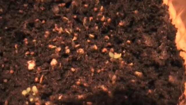 Про клубнику черную, желтую и подсветку фитолампой. Сад и огород выпуск 104 смотреть онлайн