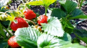 Клубника.Посадка и уход. Секреты хорошего урожая.
