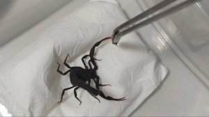 Новый скорпион Hottentotta gentili |  распаковка посылки