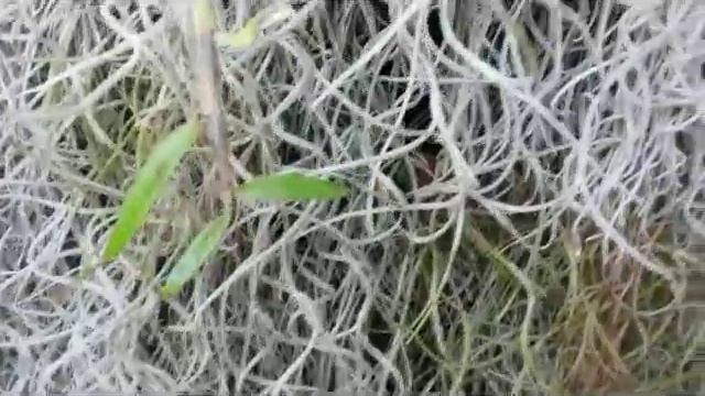 How to Care Air Plant - Spanish moss (Tillandsia usneoides) смотреть онлайн