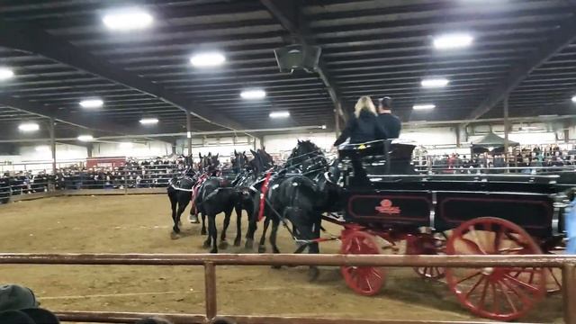 Percheron 6 horse hitch. Red Oak Percherons at 2022 Gordyville Draft horse sale смотреть онлайн
