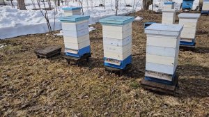 Ранние облёты пчёл