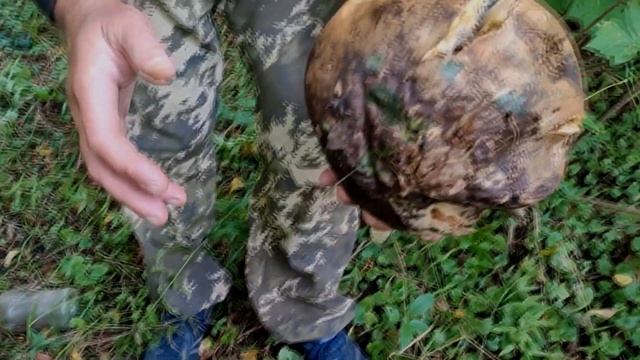 Сплав на байдарках (Липецкая обл., Кривец, Преображеновка, Дальний, Делеховое, Доброе) 24-26.08.202 смотреть онлайн