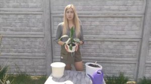 Спатифиллум Сенсация. Уход за спатифиллумом