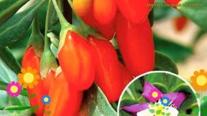 Годжи обыкновенная Сахарный Гигант. Краткий обзор, описание характеристик lycium barbarum