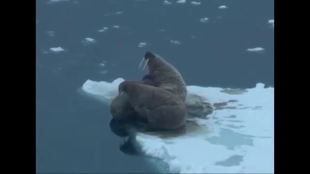 Презентация Национального парка «Русская Арктика» смотреть онлайн
