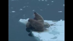 Презентация Национального парка «Русская Арктика»