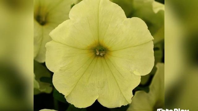 മഞ്ഞ സുന്ദരി പെറ്റൂണിയ വന്നു മക്കളേ,...lime green petunia rare variety смотреть онлайн