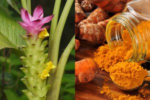 Золотое молоко.