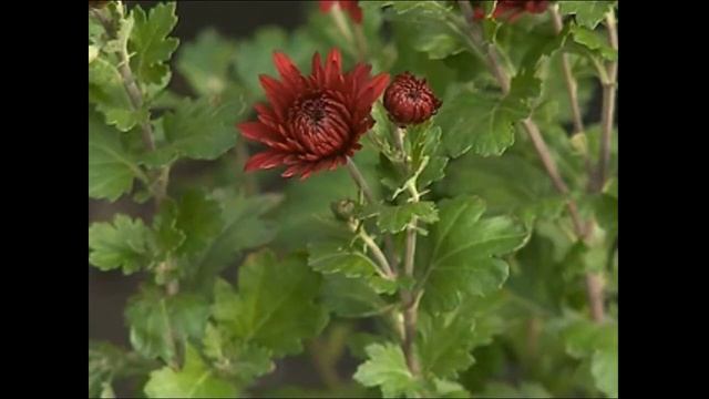 Посадка хризантем и уход за ними смотреть онлайн