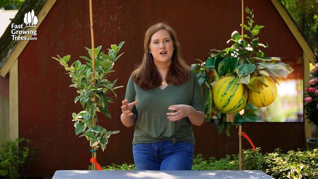 Pink Variegated Eureka Lemon Tree | FastGrowingTrees.com смотреть онлайн