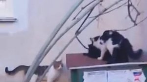 4 кота на одну кошку