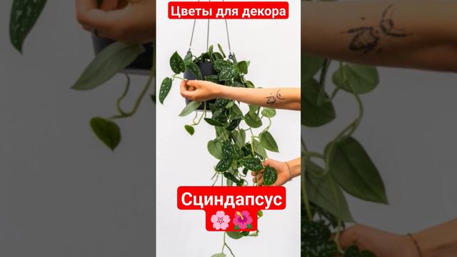 Цветы для декора дома. Сциндапсус. #дизайн #дизайнинтерьера #цветы #интерьер