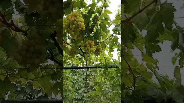 Новые сорта! Гибридная форма винограда Собер и а также Северские зори и мускат Данил Плужников.