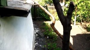 Делаем временную шпалеру для ежевики. Шпалера из того что было