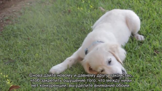 Как ухаживать за собакой из приюта?