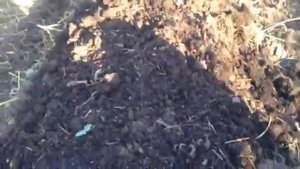 Подготовка почвы к посадке клубники (осенью)