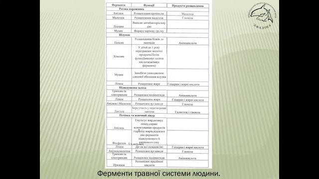 Травна система.Ферменти.