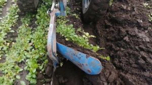 Пахота сидератов ,мотоблок МТЗ-05, без оператора