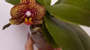 Фаленопсис  "Lucky Cat"