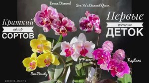 Первые цветения орхидей: Dream Diamond, Son Ya’s Diamond Queen, Sun Beauty, PF-5017, Neptune |Обзор