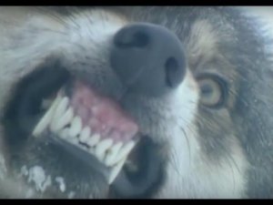 Wolves - Kill or Not? Documentary Film