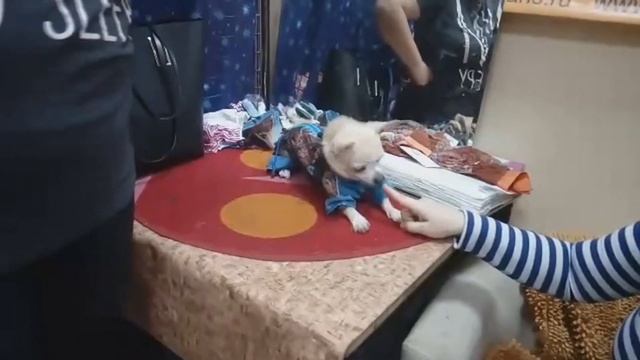 Летний комбинезон для чихуа