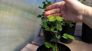 Летнее черенкование роз. Уход за черенками