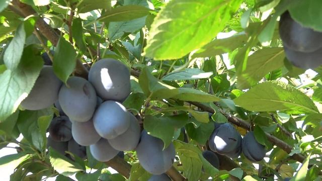 18-летние деревья сливы на карликовом подвое ПУМИСЕЛЕКТ / Сорт ЕЛЕНА смотреть онлайн