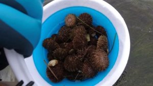 Сбор морепродуктов. Приехал на берег моря, в штормовую погоду за морским ежом. Остров Сахалин