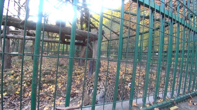 Сочи. Кавказский заповедник. Леопард. смотреть онлайн