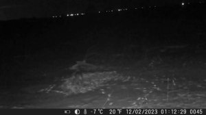 Простая Привада на Лису. Проверил фотоловушку. Охота с засидки на дереве.