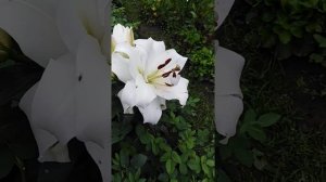 Лилия Уайт Айз и Капитан Триколор