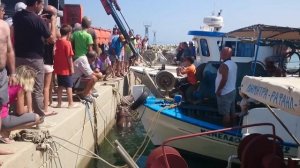 Акула в эгейском море