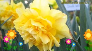 Нарцисс махровый Дик Вилден. Краткий обзор, описание характеристик, где купить луковицы Dick Wilden