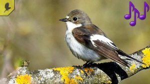 Как поёт мухоловка пеструшка? (Ficedula hypoleuca)