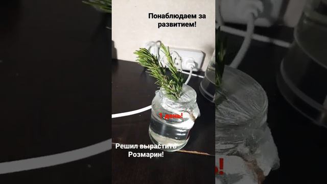 Выращивание Розмарина купленного в Ашане! смотреть онлайн