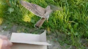 Добро пожаловать отсюда! Выпуск пострадавших  ранее птиц в природу.