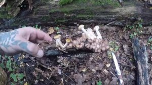 КАК ВЫРАСТИТЬ ГРИБЫ НА СВОЁМ ДАЧНОМ УЧАСТКЕ ВЫРАЩИВАЕМ ГРИБЫ НА ДАЧЕ ГРИБНЫЕ НОВОСТИ ИЗ ЛЕСА