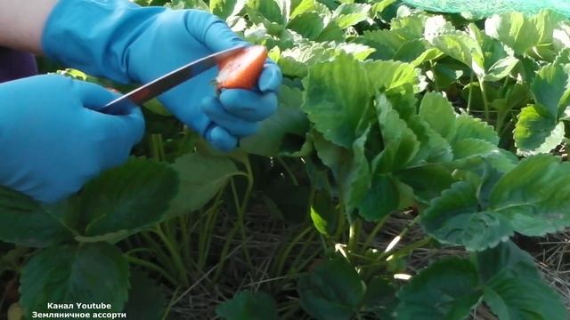 АЗИЯ КЛУБНИКА С ОЧЕНЬ КРУПНЫМИ СЛАДКИМИ ЯГОДАМИ смотреть онлайн