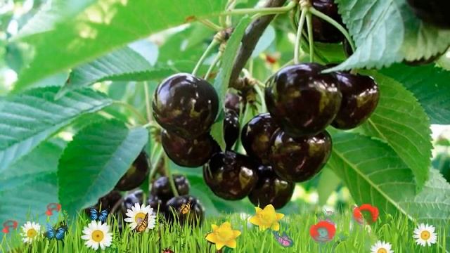 Черешня обыкновенная Ленинградская черная ? Посадка. саженцы, крупномеры черешни: особенности сорта смотреть онлайн