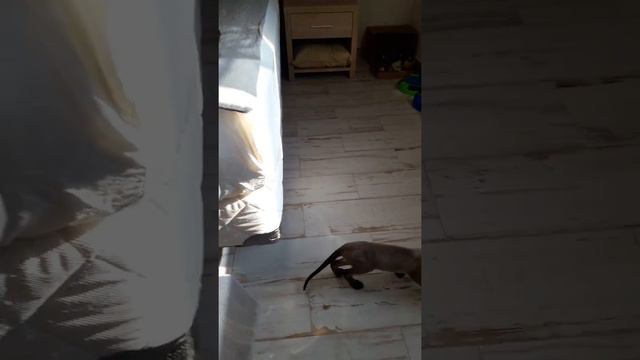 Котята корниш-рекс смотреть онлайн