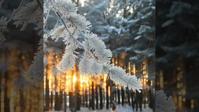 24 февраля КОРОВИЙ ПРАЗДНИК. Месяц лютень - Кологодный удел Велеса