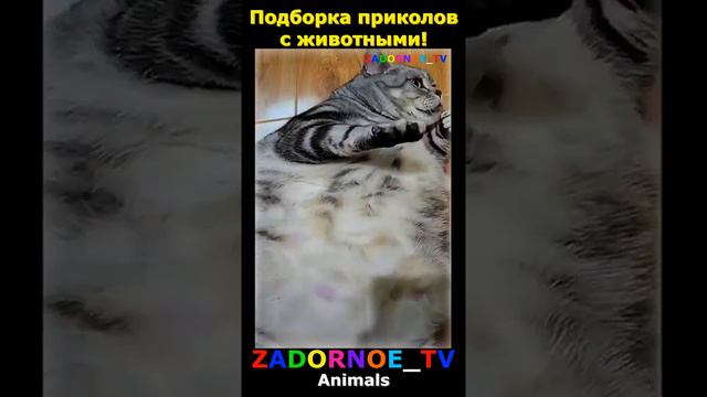 Подборка приколов про животных №106 смотреть онлайн