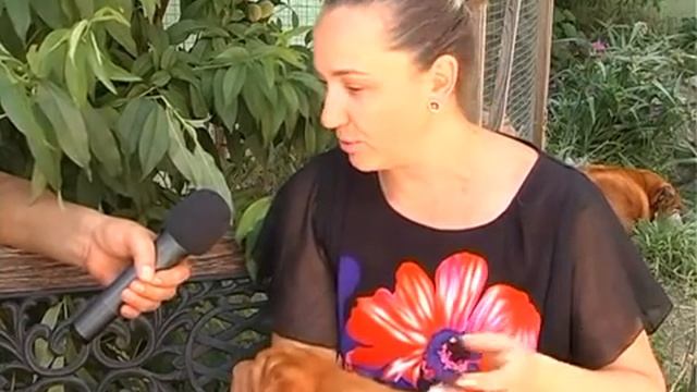 Тип-Топ Новости. Кто такие шарпеи? смотреть онлайн