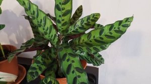 МАРАНТОВЫЕ. Калатеи, маранта, строманта.