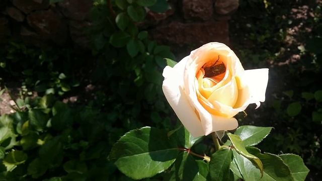 Сказка Ирины Семиной Хотела я полететь Читает Наташа Сурай смотреть онлайн