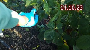 Ежевика Небеса могут подождать. Пригород Воронежа.